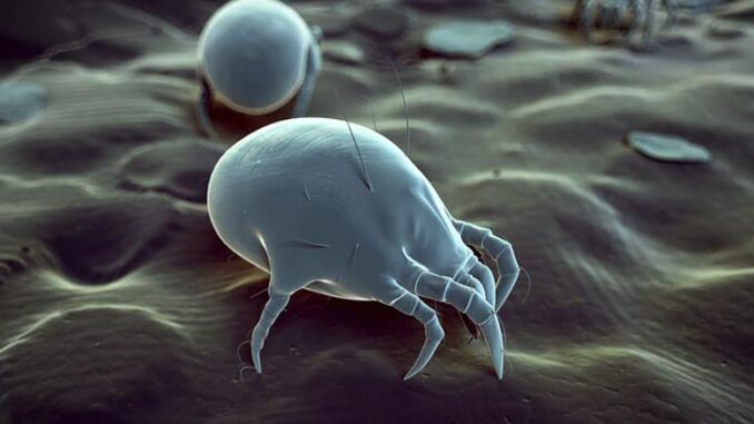 Mites-2-1000x438